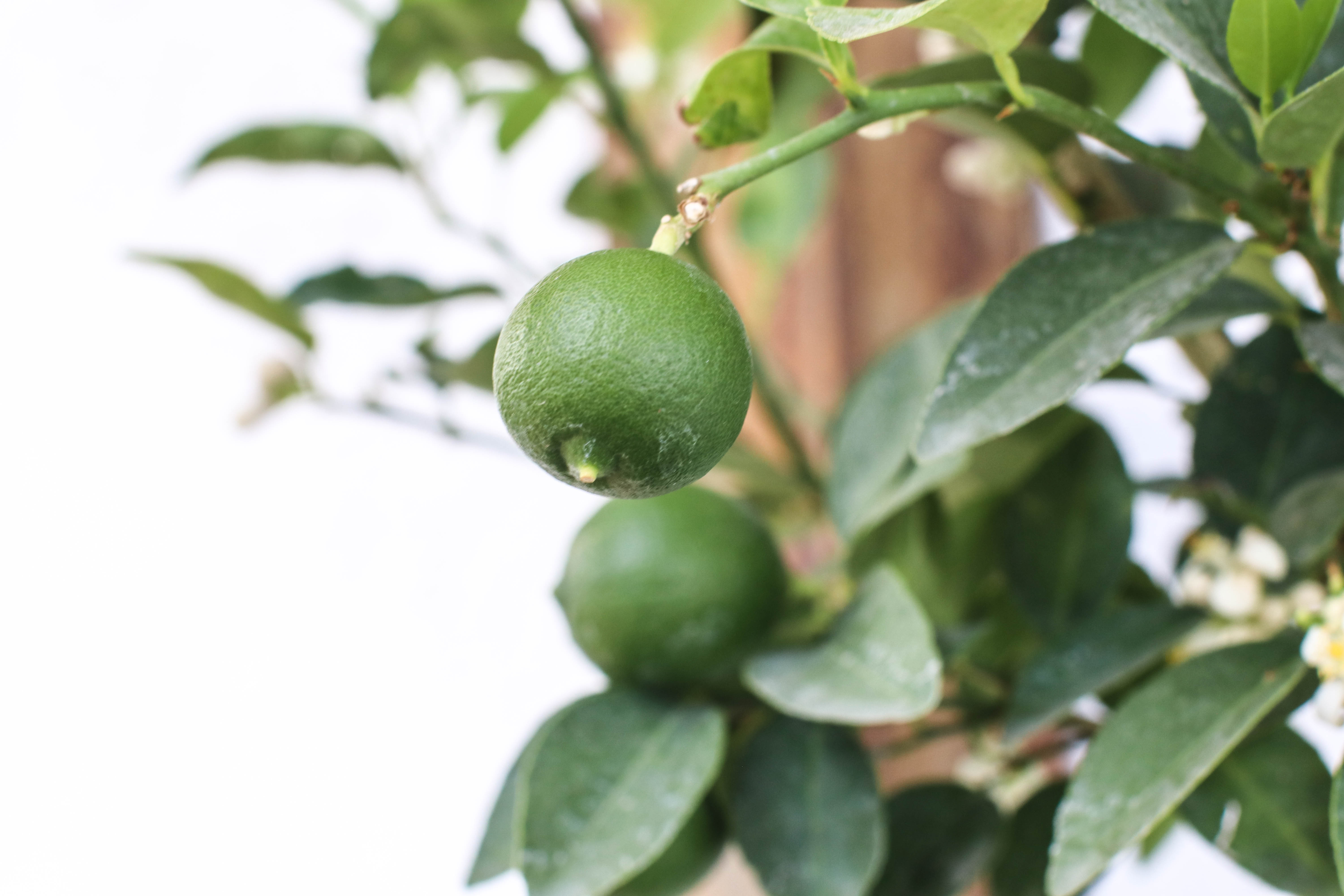Limón Criollo