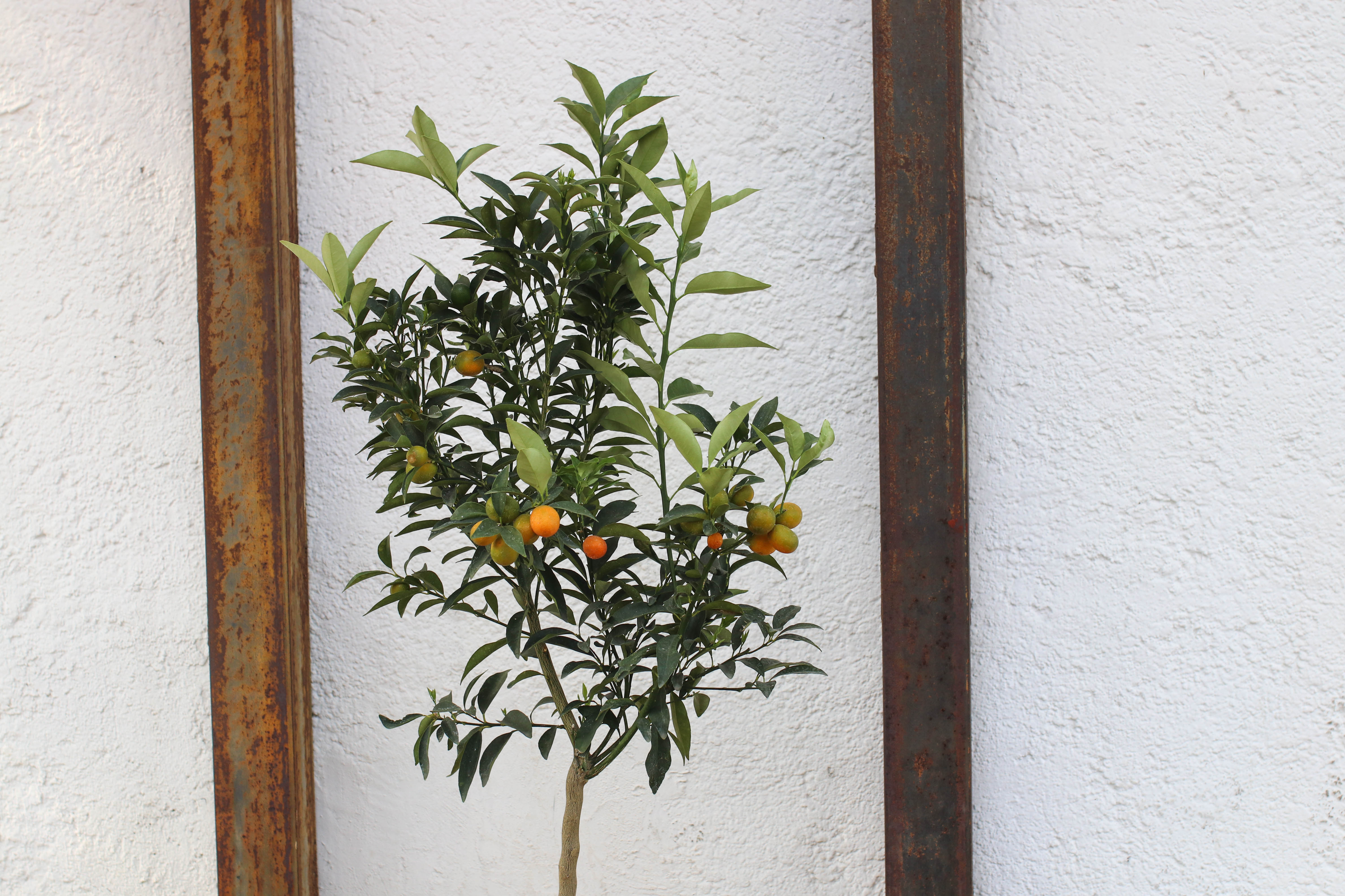 Naranja Kumquat