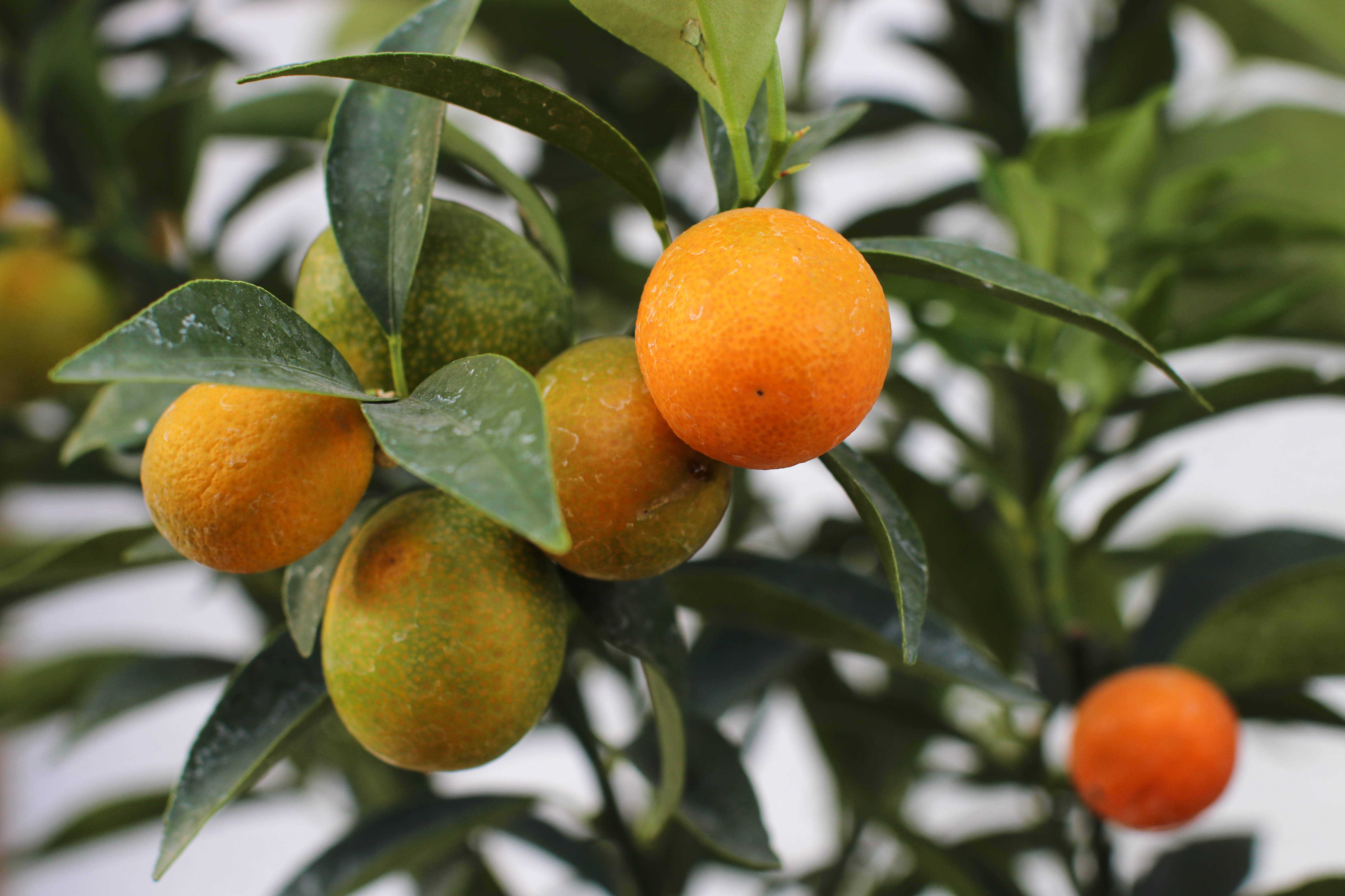 Naranjo Kumquat