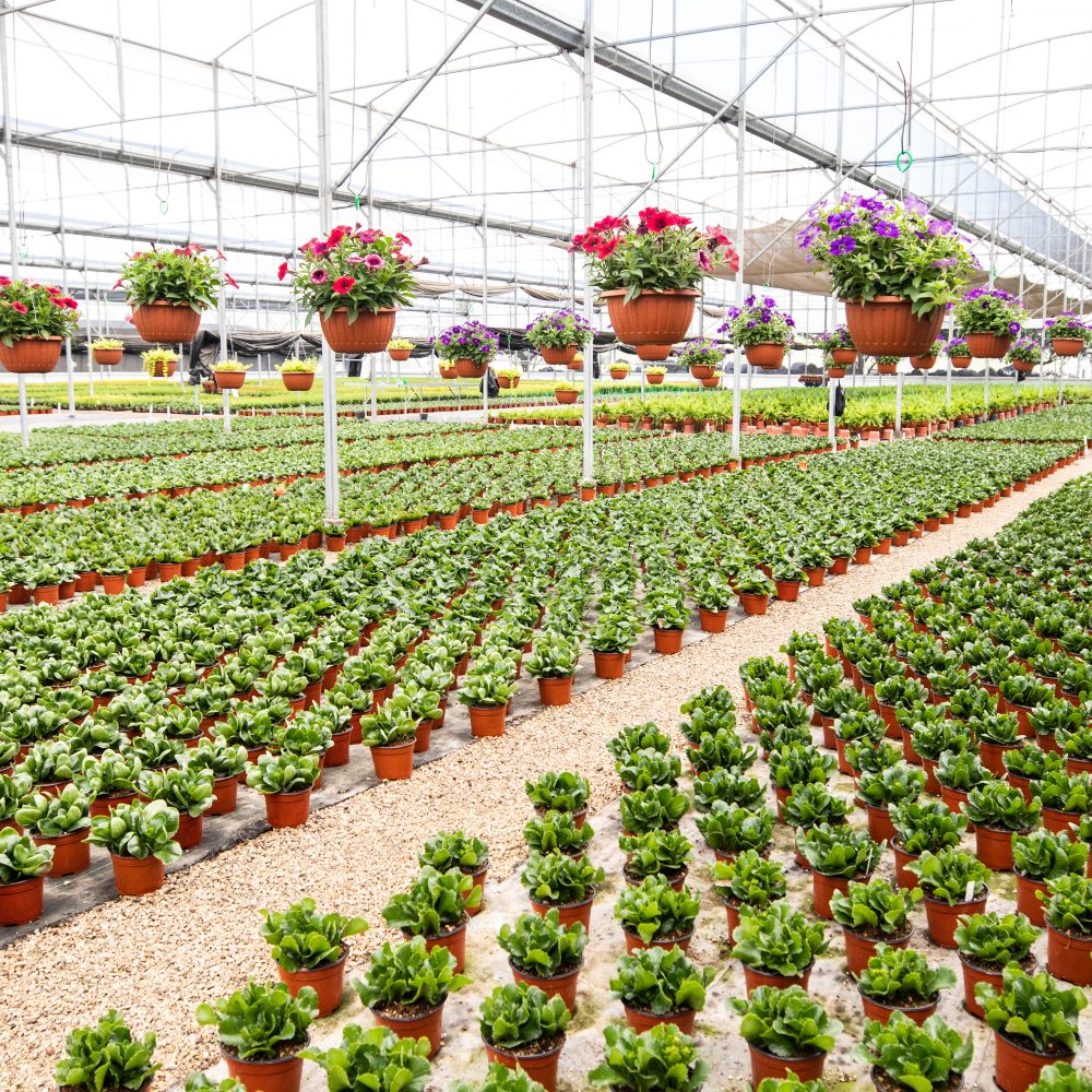 Breve historia de nosotros